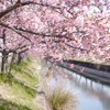 川辺の河津桜