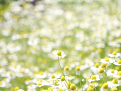 黄色い帽子の白い花