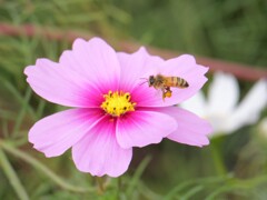 コスモスとミツバチ