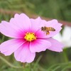 コスモスとミツバチ