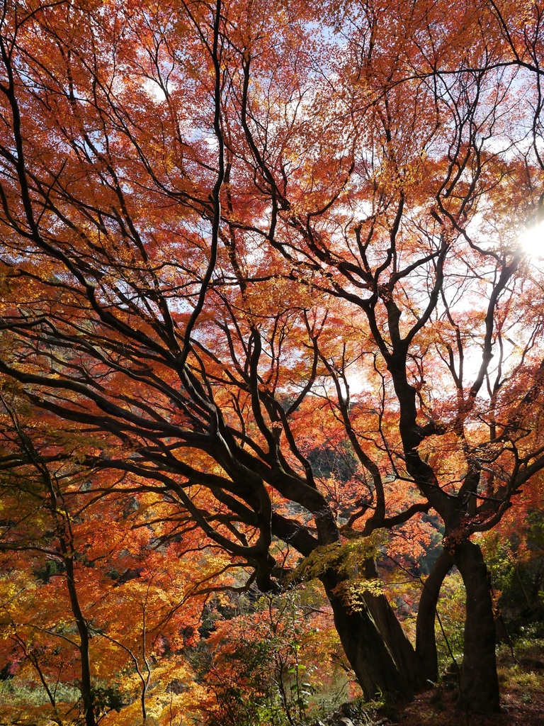 愛岐トンネル紅葉７