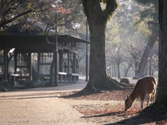 奈良公園の朝１