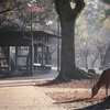 奈良公園の朝１