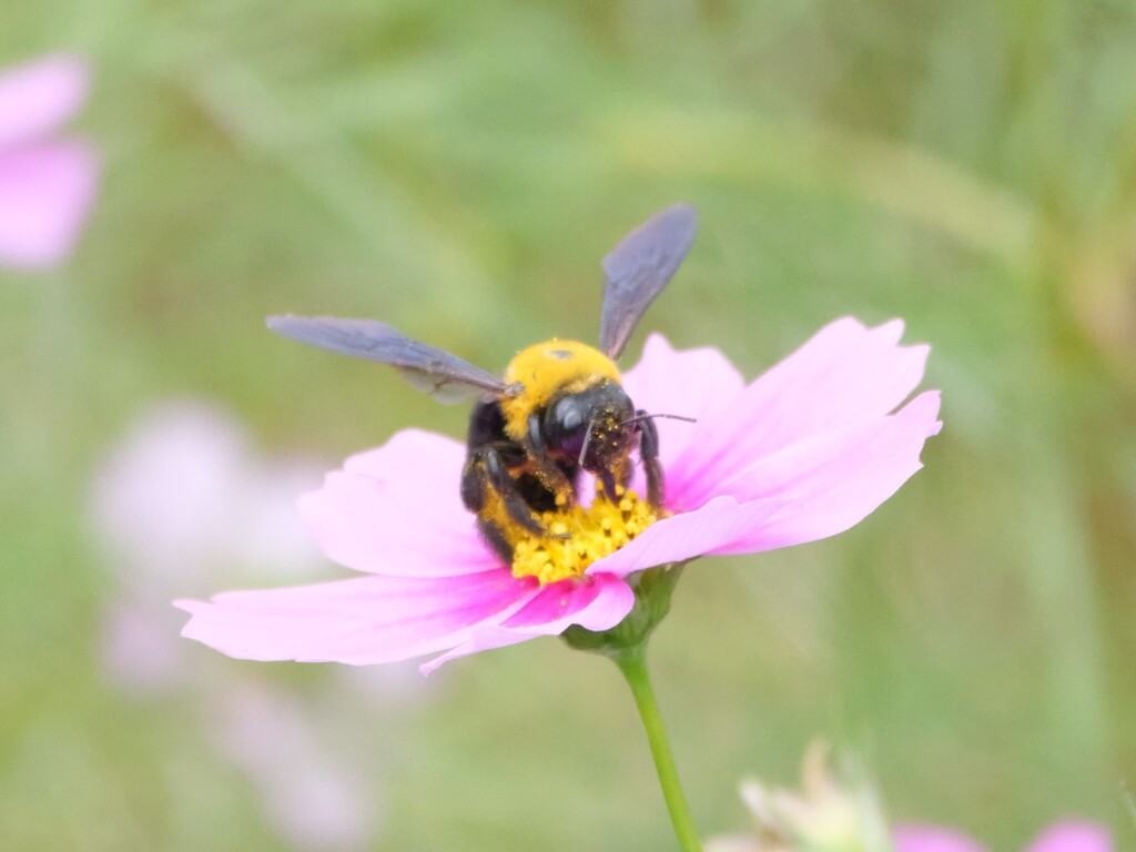 コスモスとクマバチ