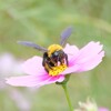 コスモスとクマバチ