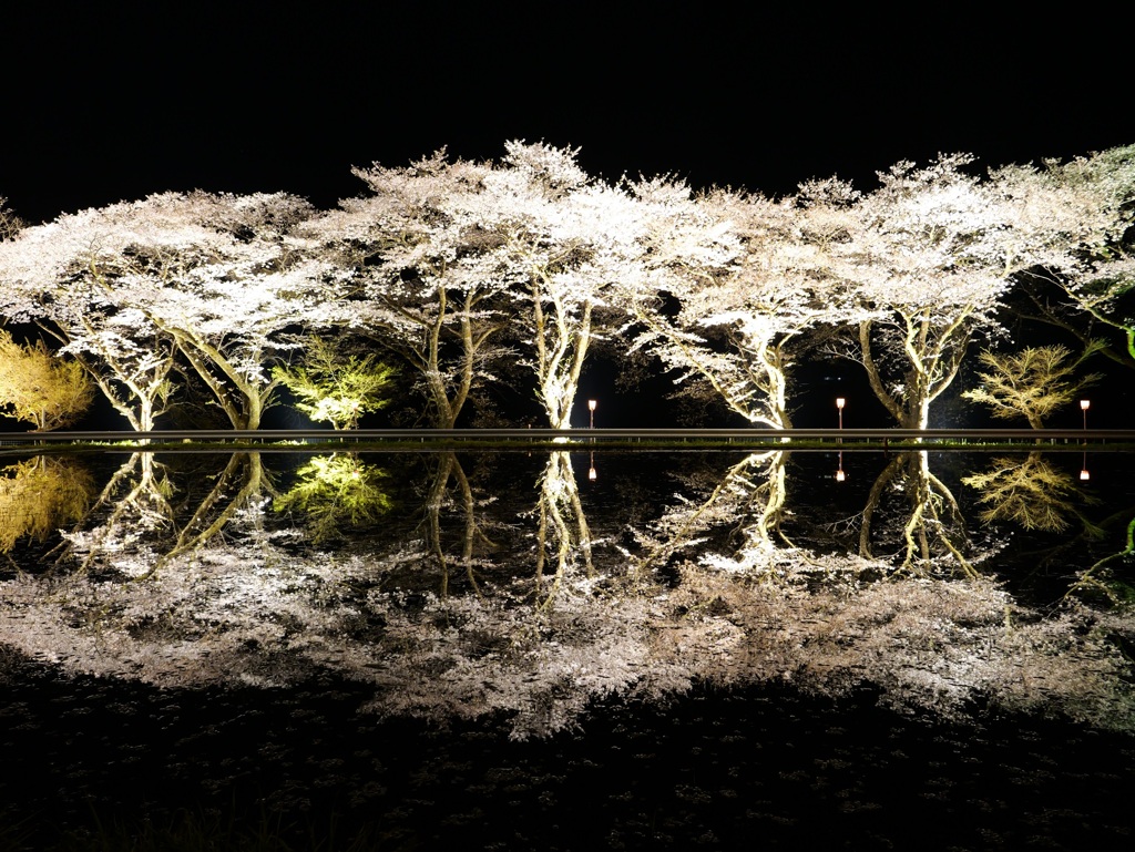 田んぼに映る夜桜