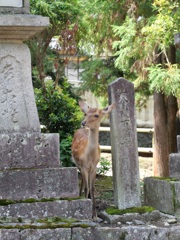 灯籠の陰から