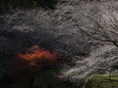 四季桜と紅葉