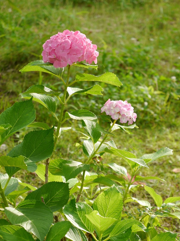 紫陽花２