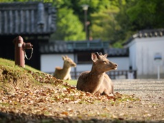 朝の景色