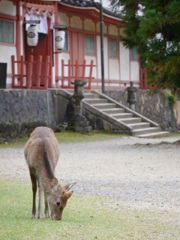 生えたての角