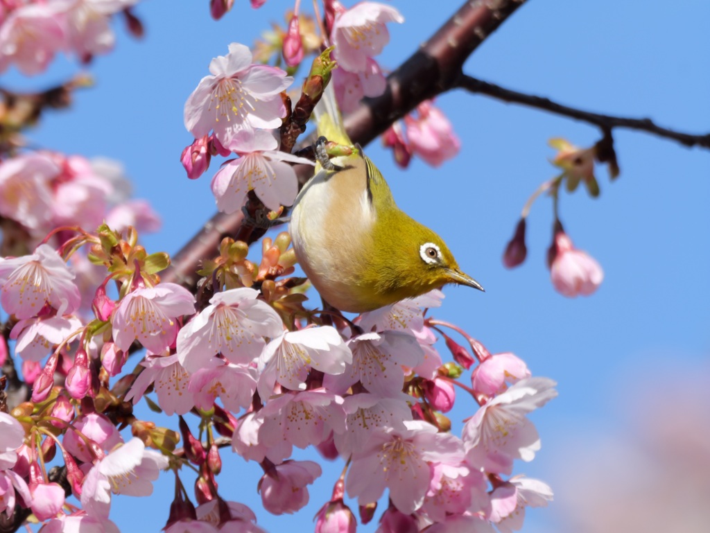 河津桜でサクジロー３