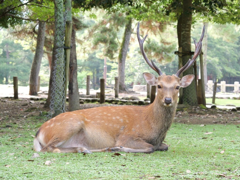 やさしい眼差しの雄鹿