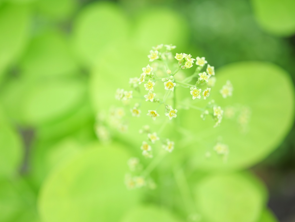 ちいさい ちいさい ちいさい お花