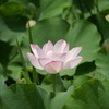 緑に覆われて