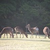 朝の飛火野