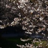 四季桜