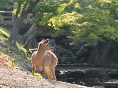 新緑の奈良公園