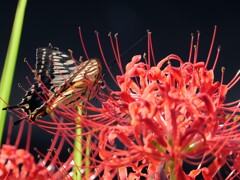 アゲハチョウと彼岸花