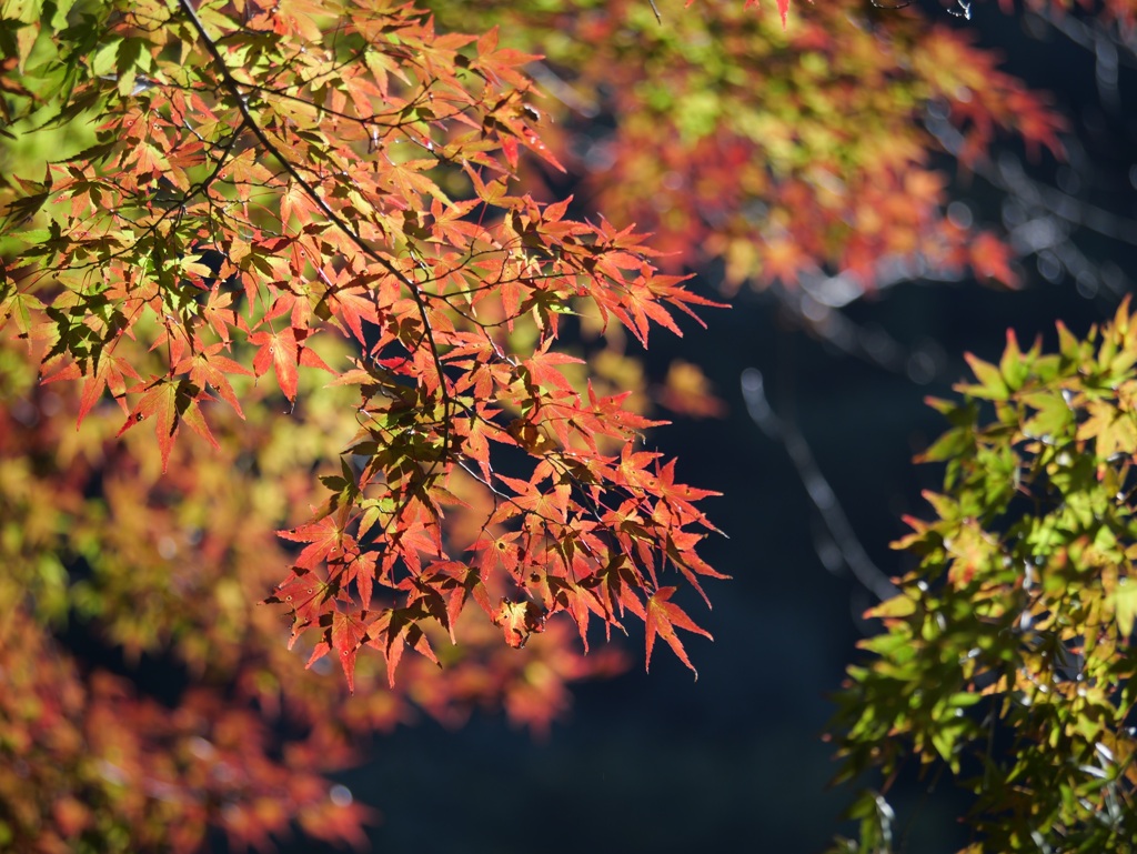 紅葉1