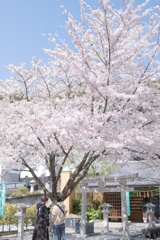 水曜日の桜の木下