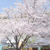 水曜日の桜の木下