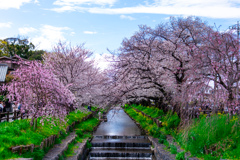 桜