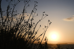 アフリカサバンナもどき