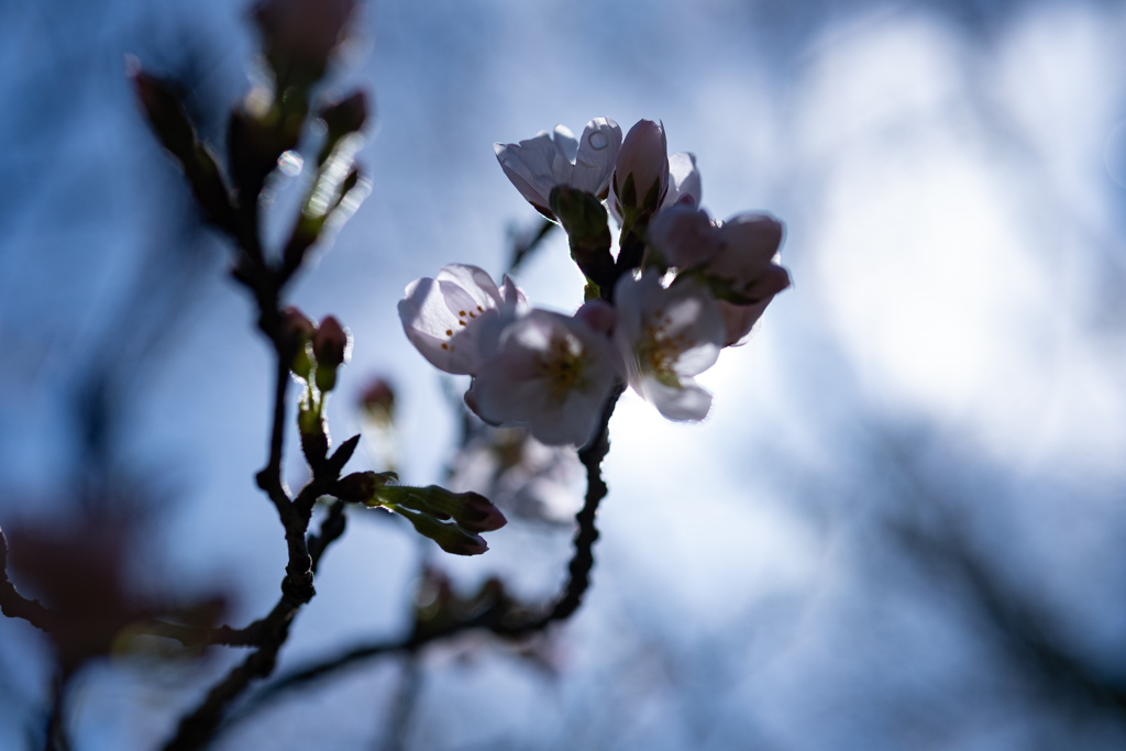 SAKURA