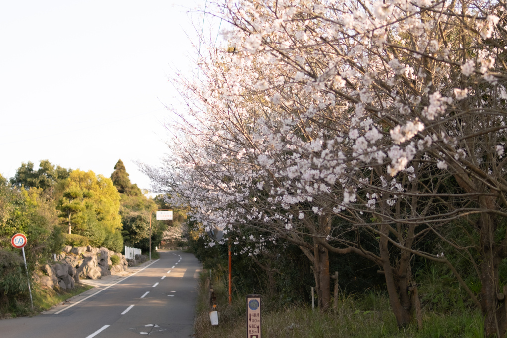 桜坂