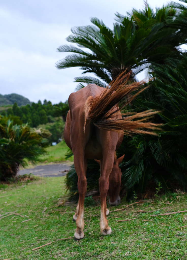 風もしたたる美尻