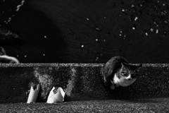 わがままな猫