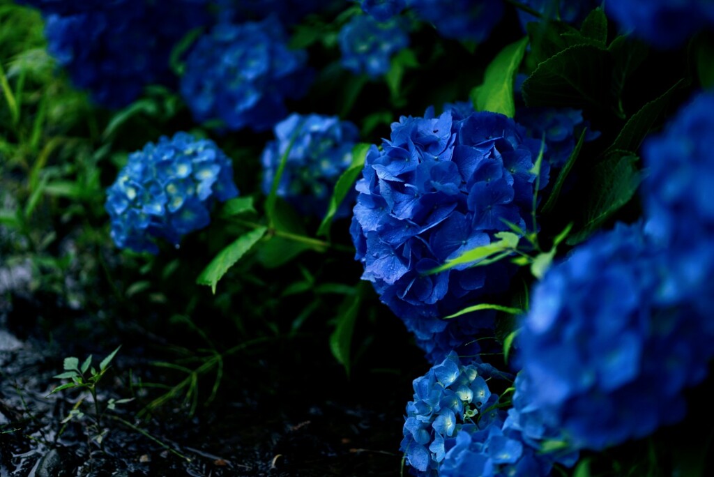 梅雨の紫陽花