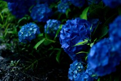 梅雨の紫陽花