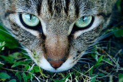早朝の猫