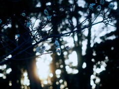 夕方の梅