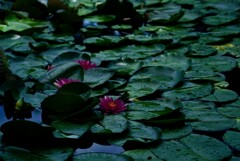 夏の池