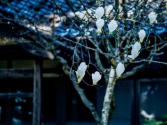 春の庭