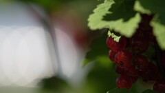眩しい日、日陰の実