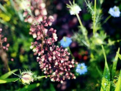 ゆっくりした時の花