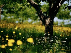 夏の柿の木の下