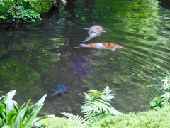 瑠璃光院の庭の池