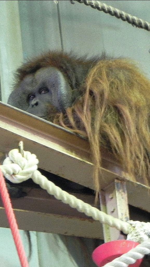 お茶目なオラウータン