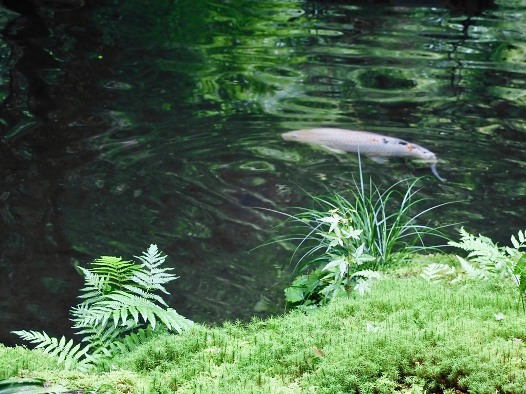 瑠璃光院の池
