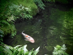 瑠璃光院の鯉