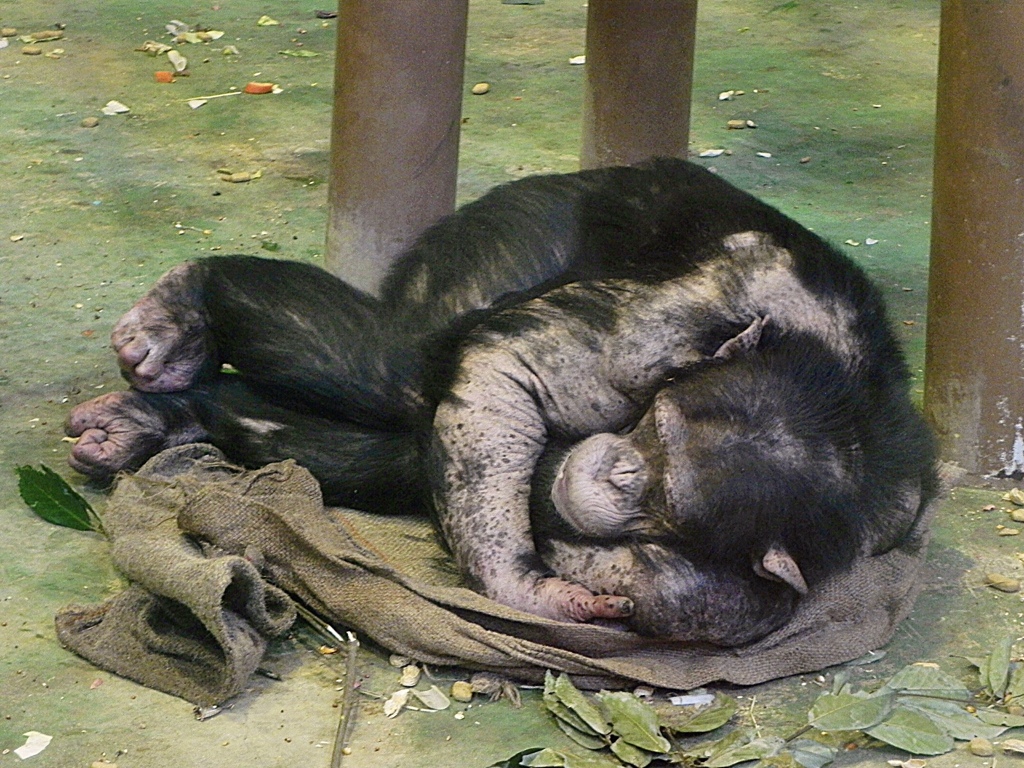 昼寝中