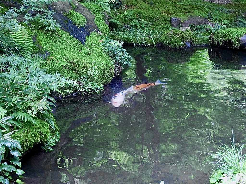 瑠璃光院の鯉