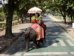 横断歩道を渡る象