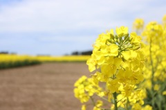 菜の花畑