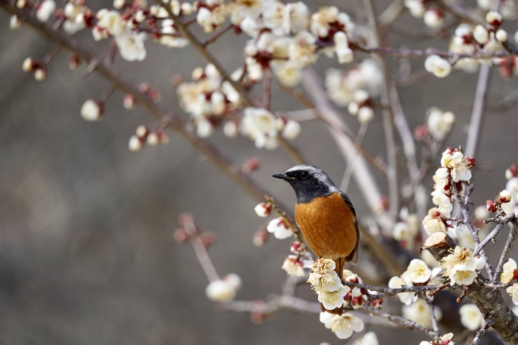 花にジョウビタキ